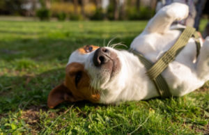 Acuerdo sobre normas de bienestar y trazabilidad para perros y gatos en la Unión Europea