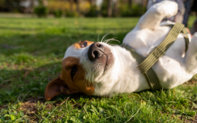 Acuerdo sobre normas de bienestar y trazabilidad para perros y gatos en la Unión Europea