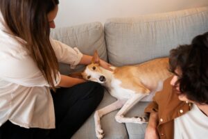 Acuerdo sobre normas de bienestar y trazabilidad para perros y gatos en la Unión Europea